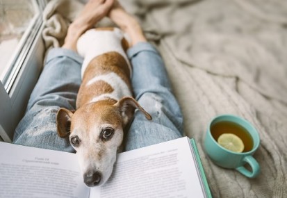 Changes to pet rules & tenant discrimination